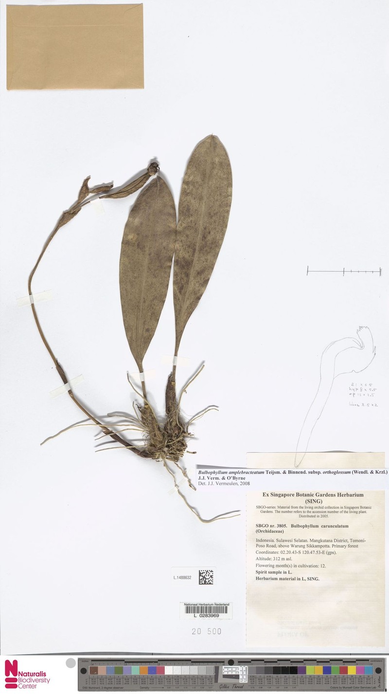 Bulbophyllum amplebracteatum photo 8