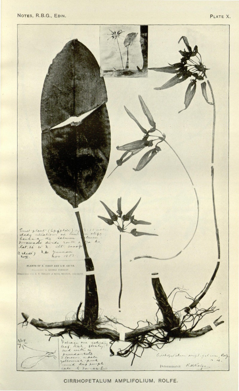 Bulbophyllum amplifolium