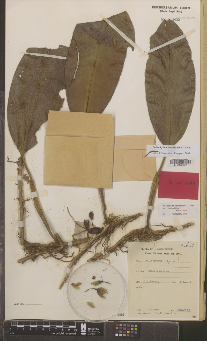 Bulbophyllum anaclastum