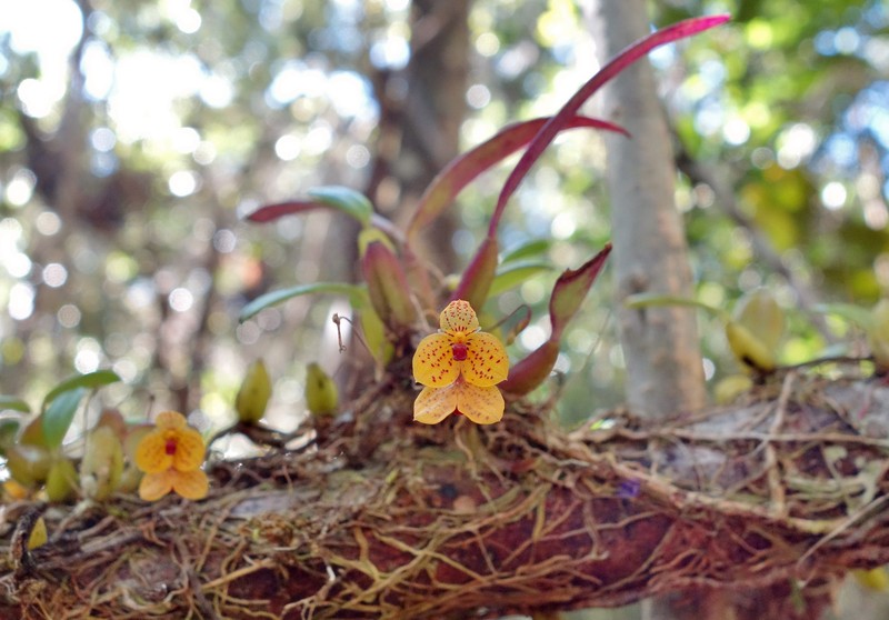 Bulbophyllum analamazoatrae