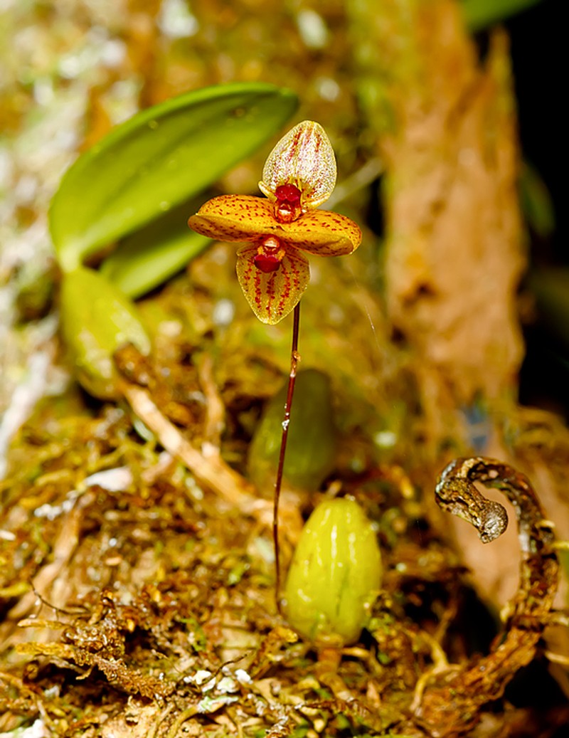 Bulbophyllum analamazoatrae photo 2
