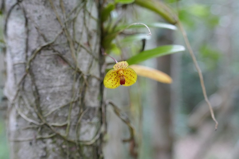 Bulbophyllum analamazoatrae photo 3