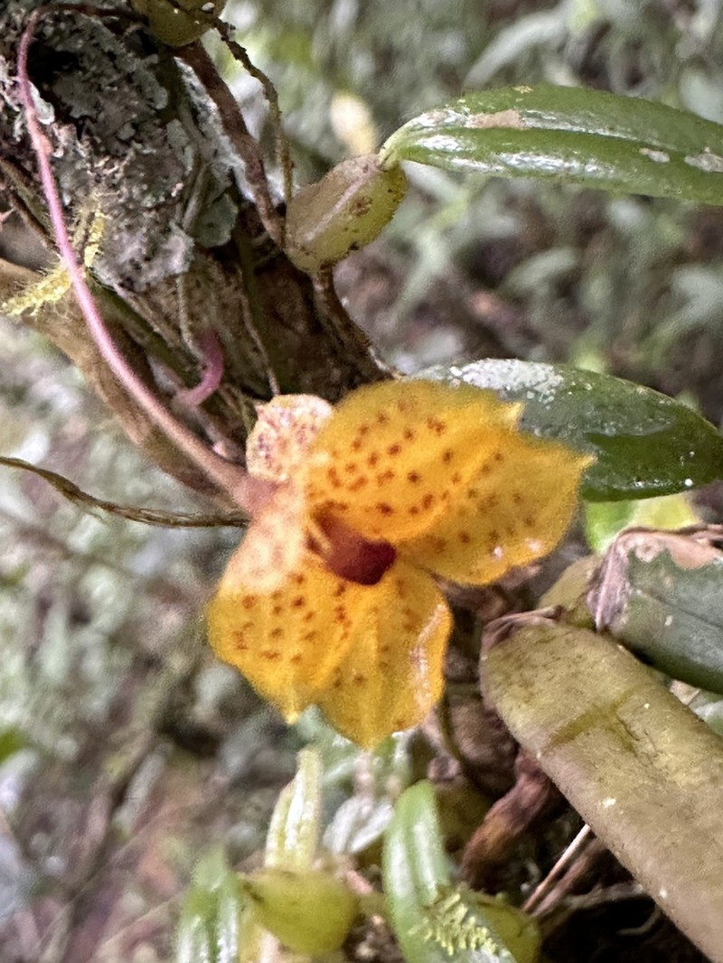 Bulbophyllum analamazoatrae photo 4