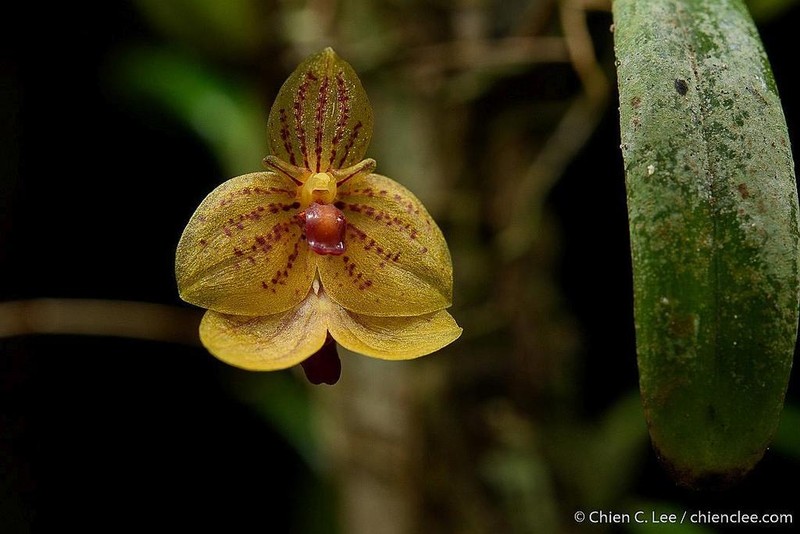 Bulbophyllum analamazoatrae photo 5