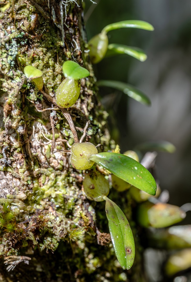 Bulbophyllum analamazoatrae photo 6