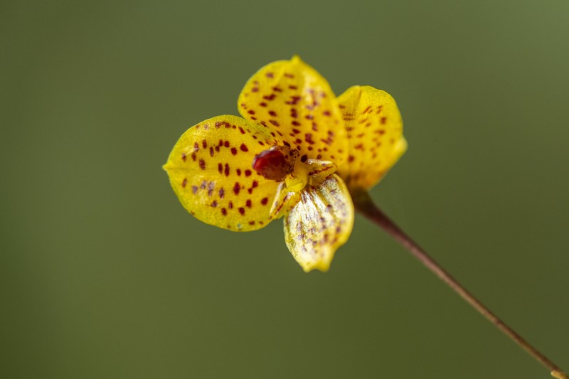Bulbophyllum analamazoatrae photo 7