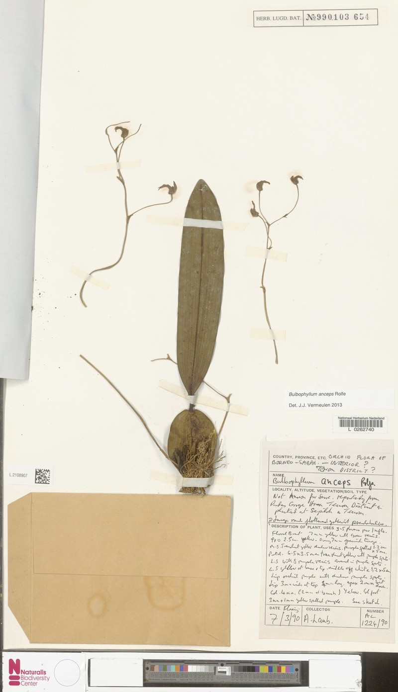 Bulbophyllum anceps