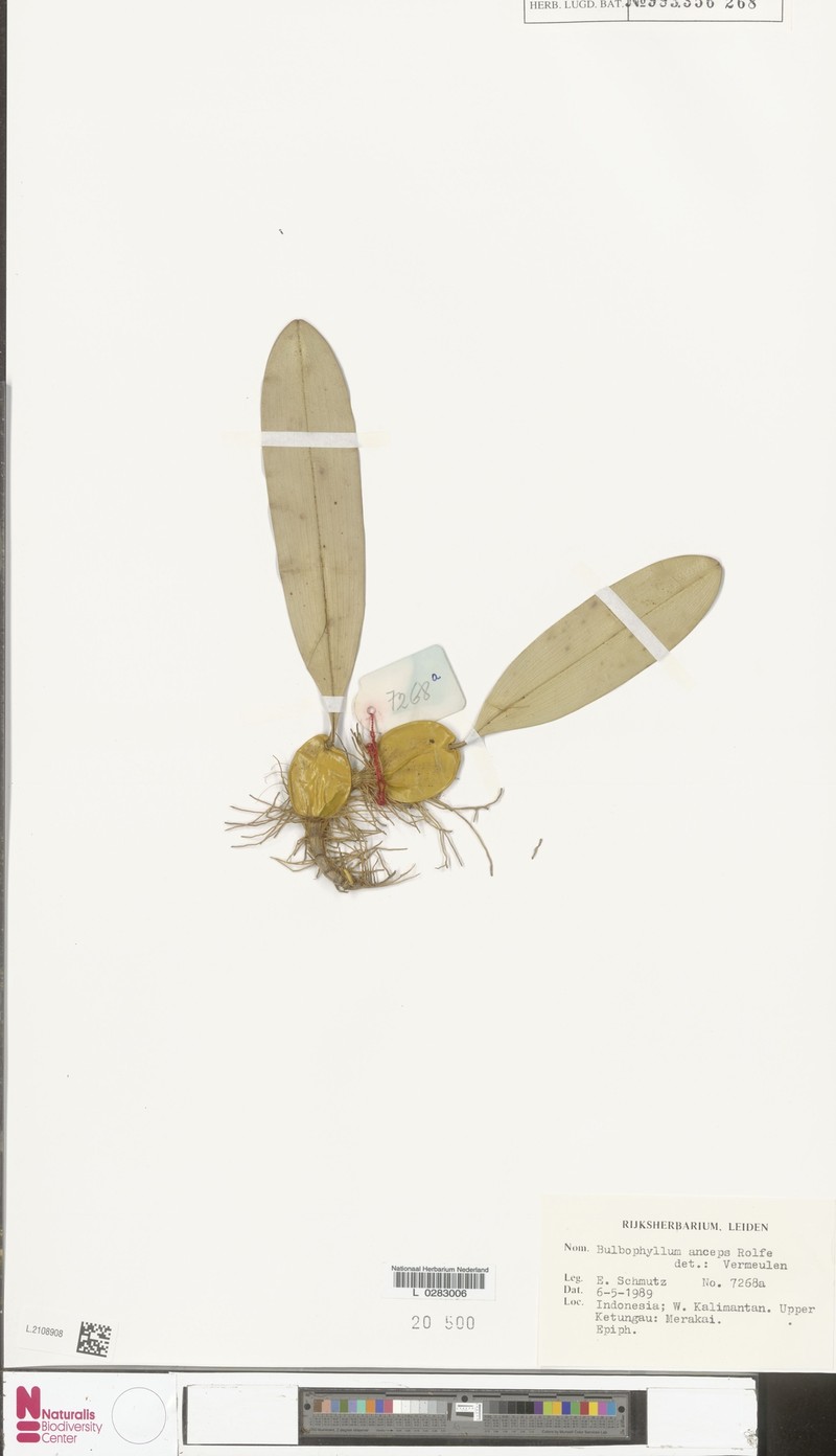 Bulbophyllum anceps photo 2
