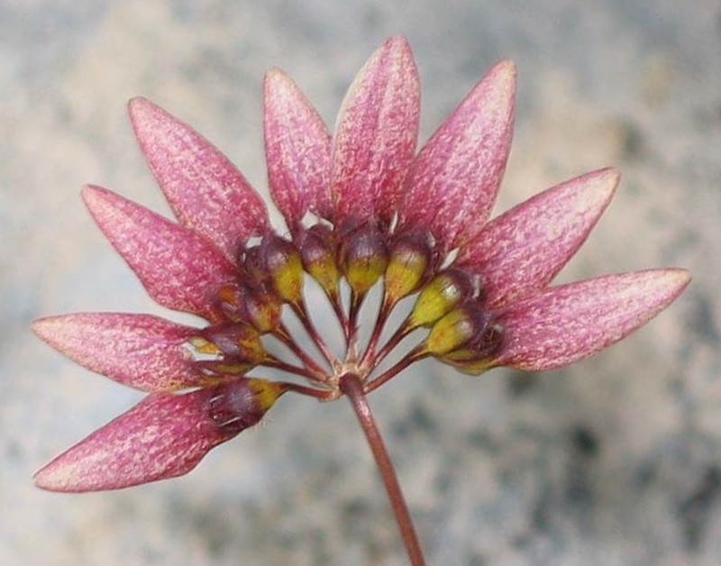 Bulbophyllum andersonii