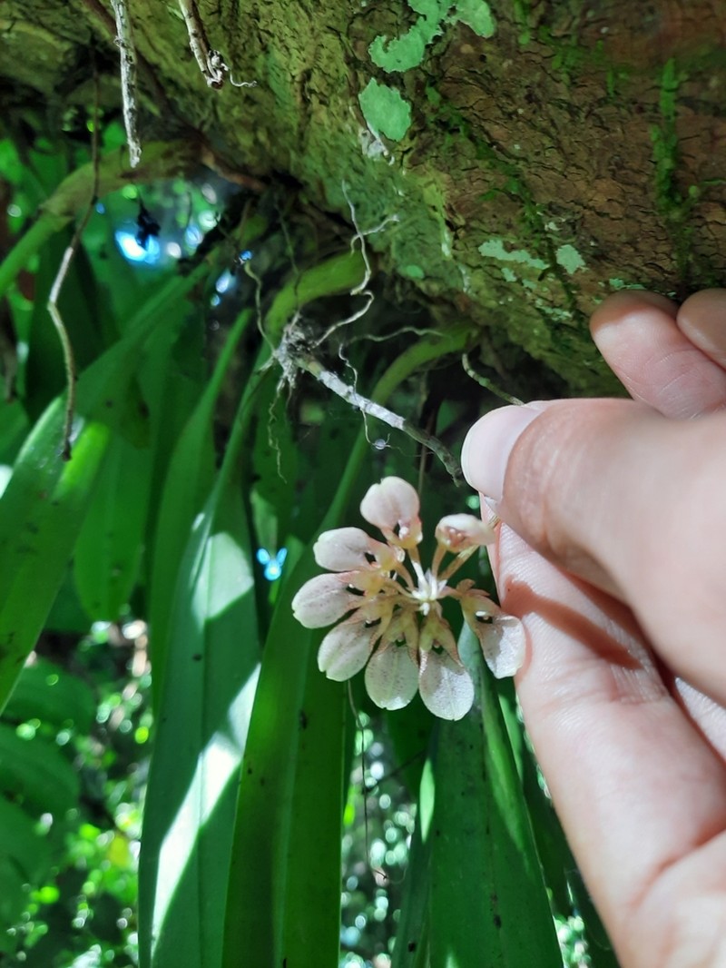Bulbophyllum andersonii photo 2