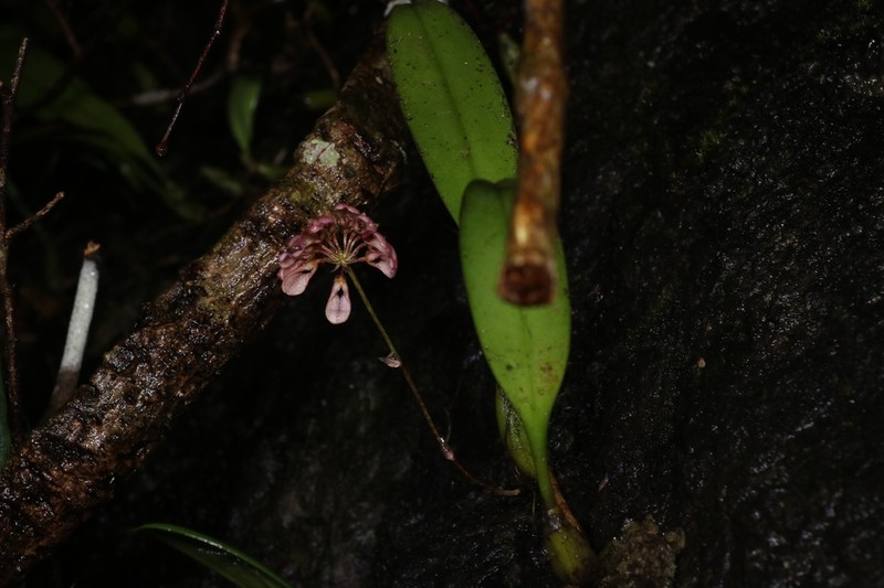 Bulbophyllum andersonii photo 3