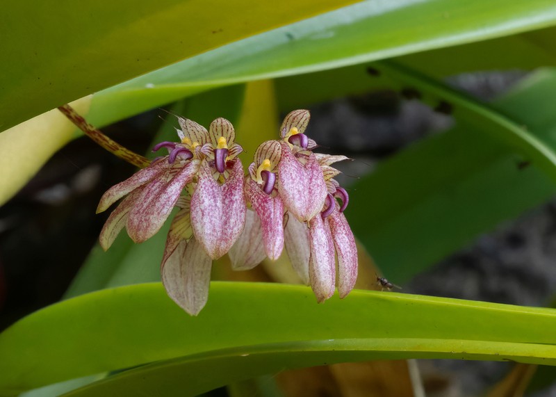 Bulbophyllum andersonii photo 4