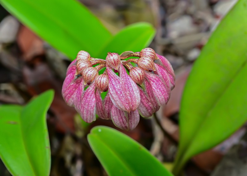 Bulbophyllum andersonii photo 5