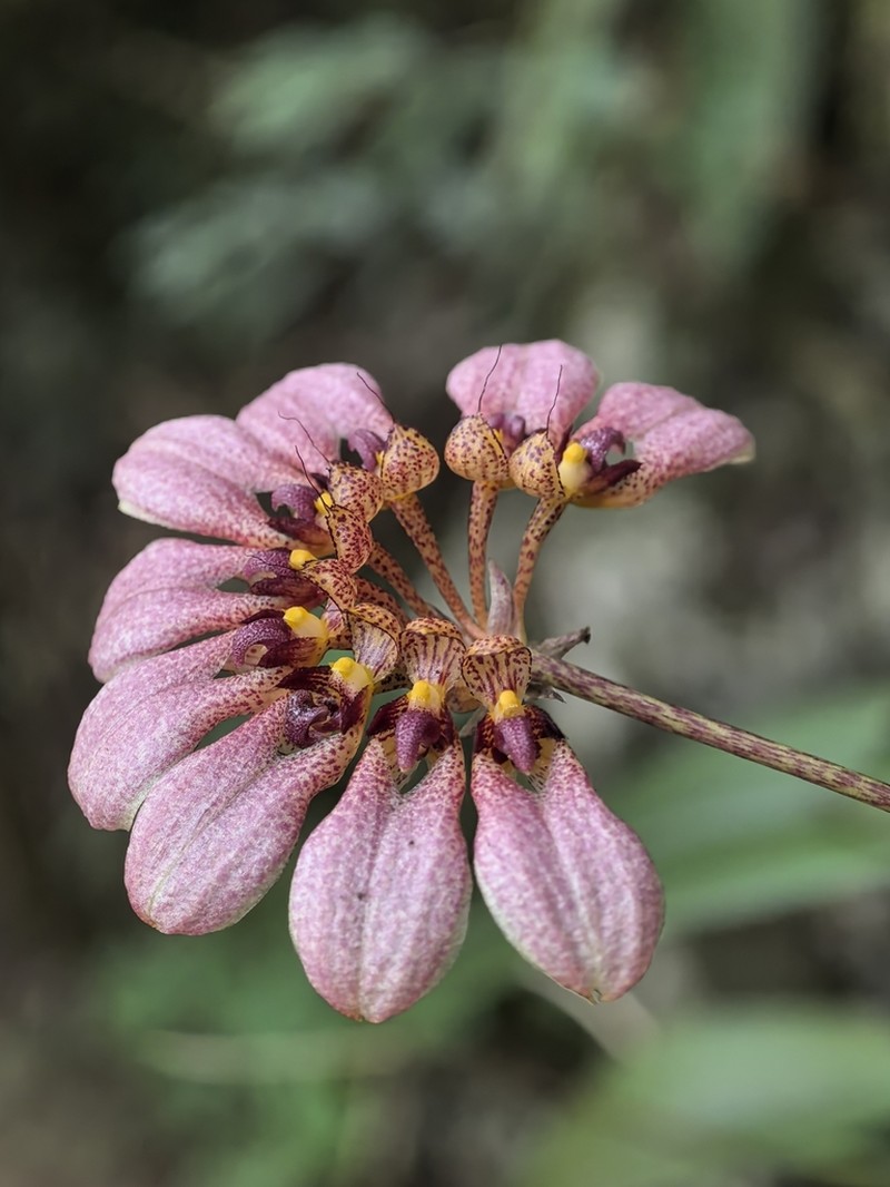 Bulbophyllum andersonii photo 6