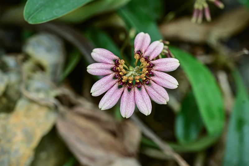 Bulbophyllum andersonii photo 7