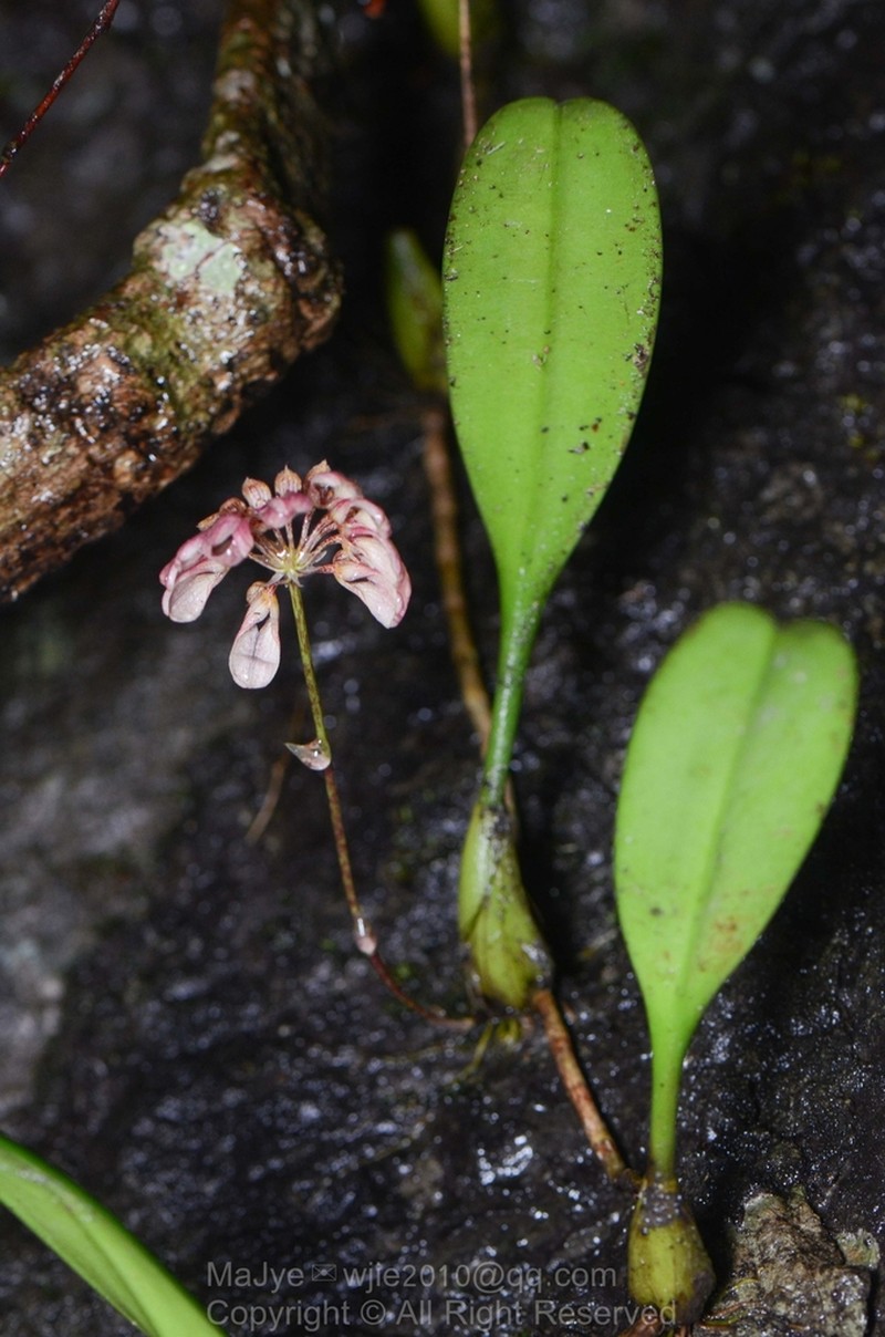 Bulbophyllum andersonii photo 8