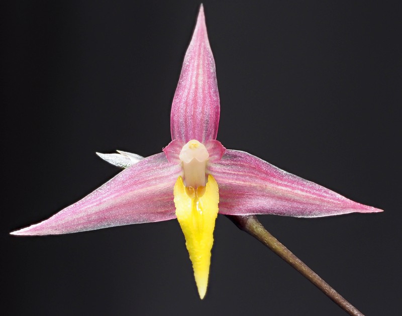 Bulbophyllum andreeae