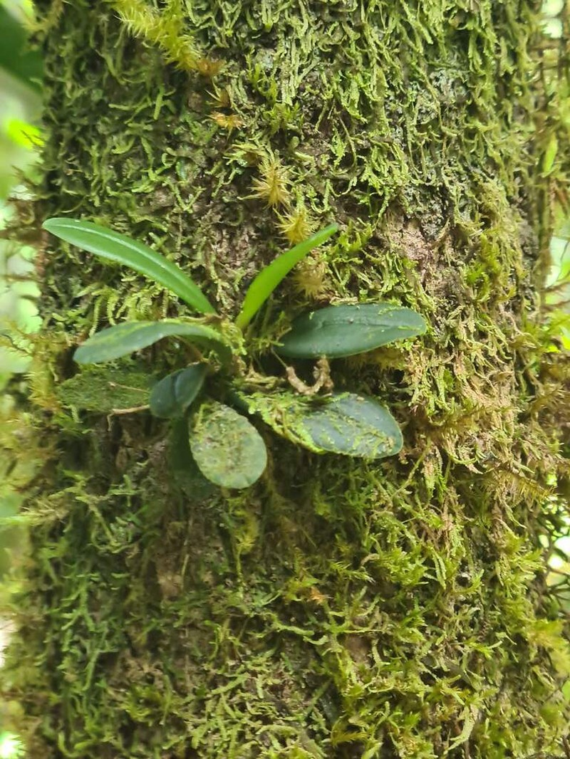Bulbophyllum andreeae photo 2