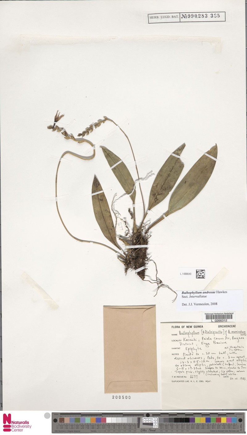 Bulbophyllum andreeae photo 3