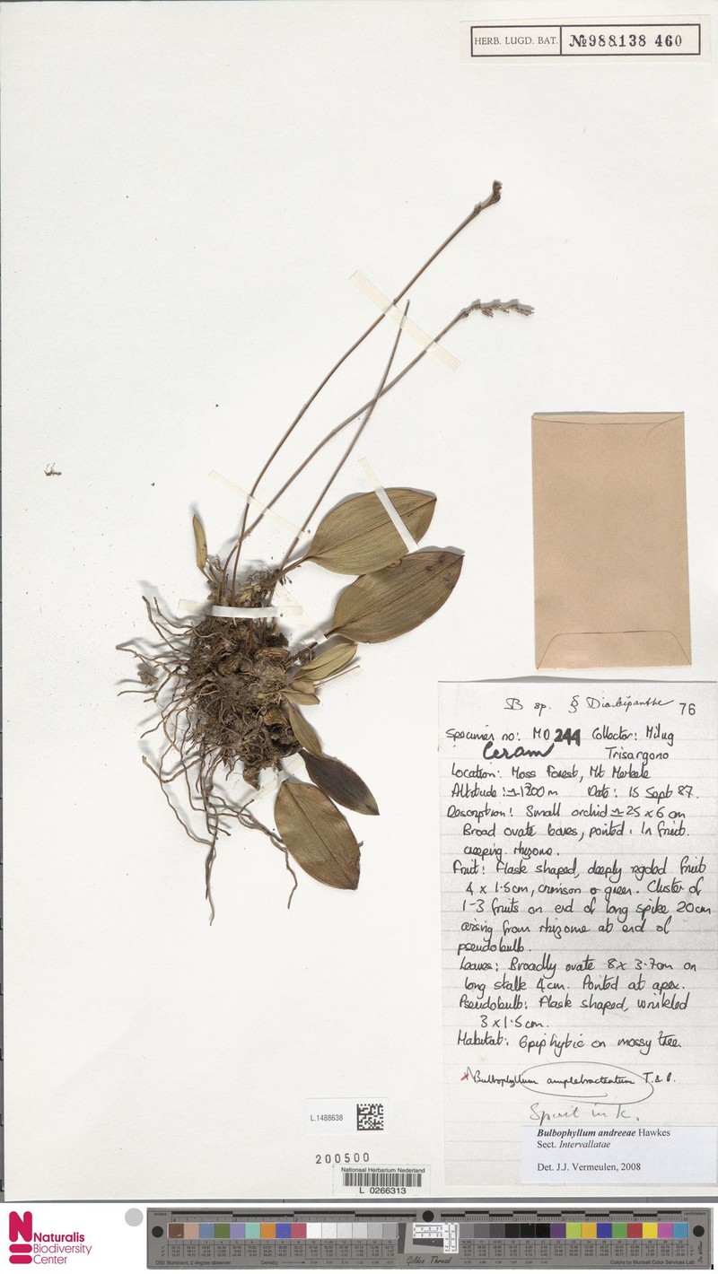 Bulbophyllum andreeae photo 4