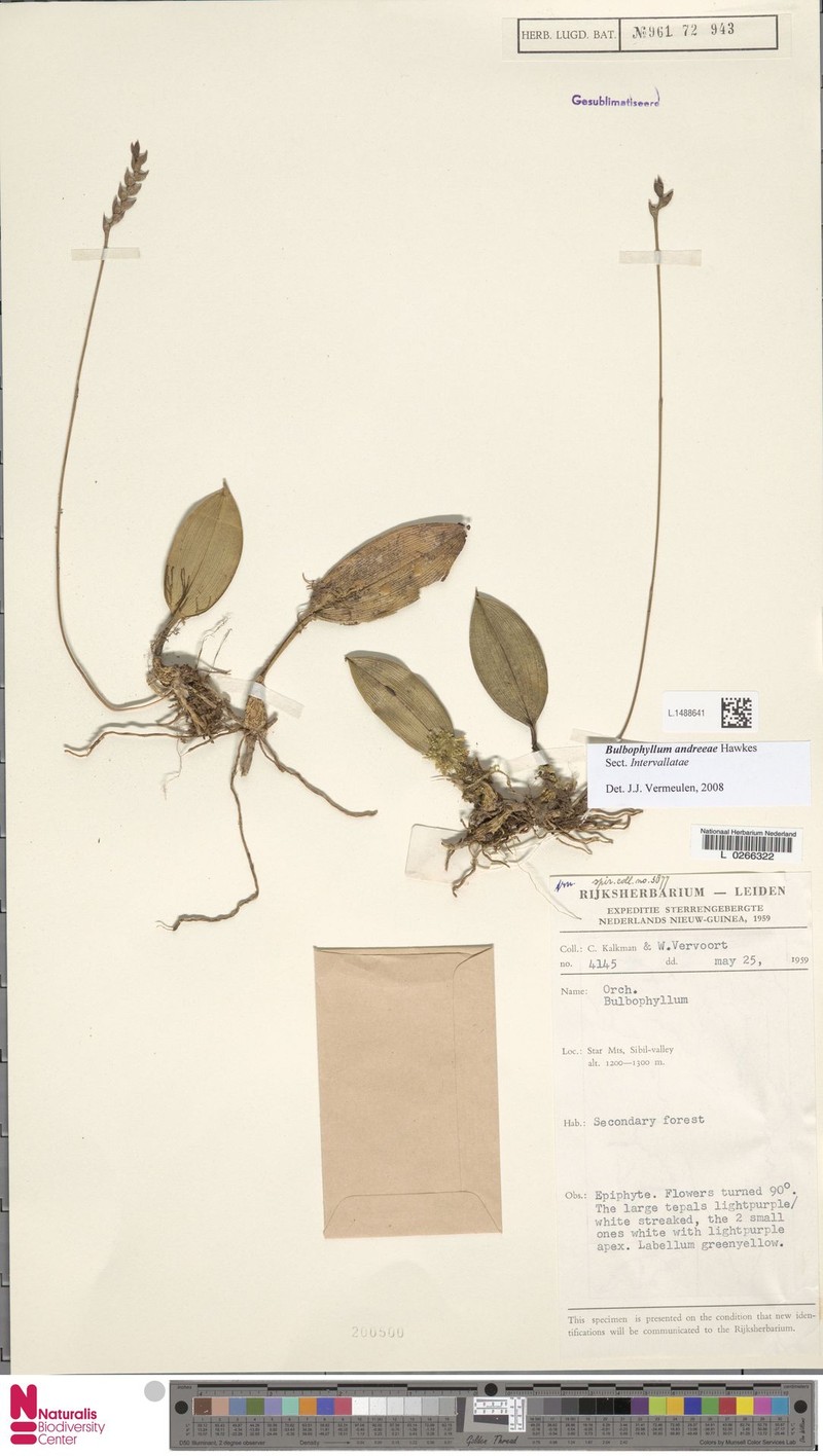 Bulbophyllum andreeae photo 5