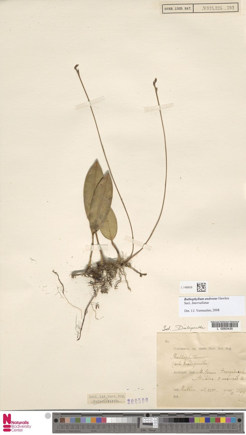 Bulbophyllum andreeae photo 6