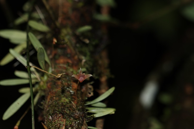 Bulbophyllum anguliferum photo 2