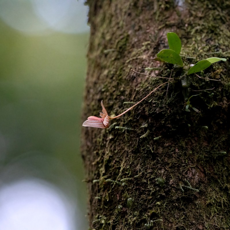 Bulbophyllum anguliferum photo 3