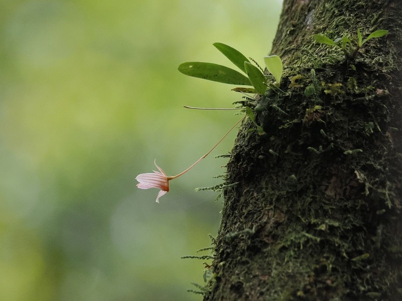Bulbophyllum anguliferum photo 4
