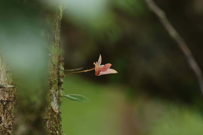 Bulbophyllum anguliferum photo 5