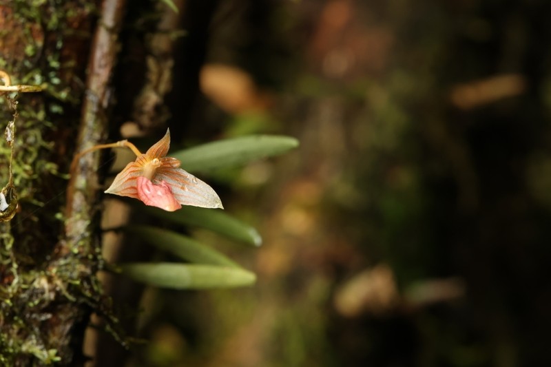 Bulbophyllum anguliferum photo 6