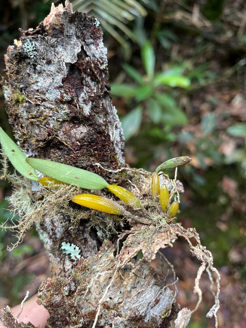 Bulbophyllum anguliferum photo 7