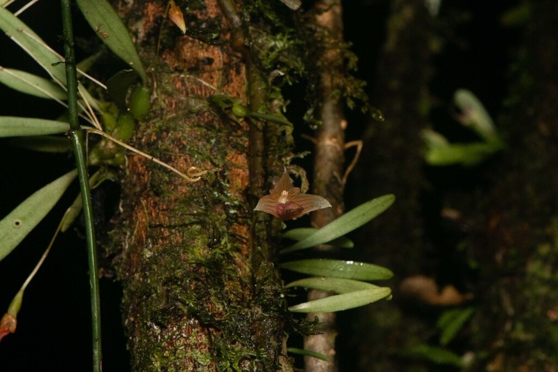 Bulbophyllum anguliferum photo 8