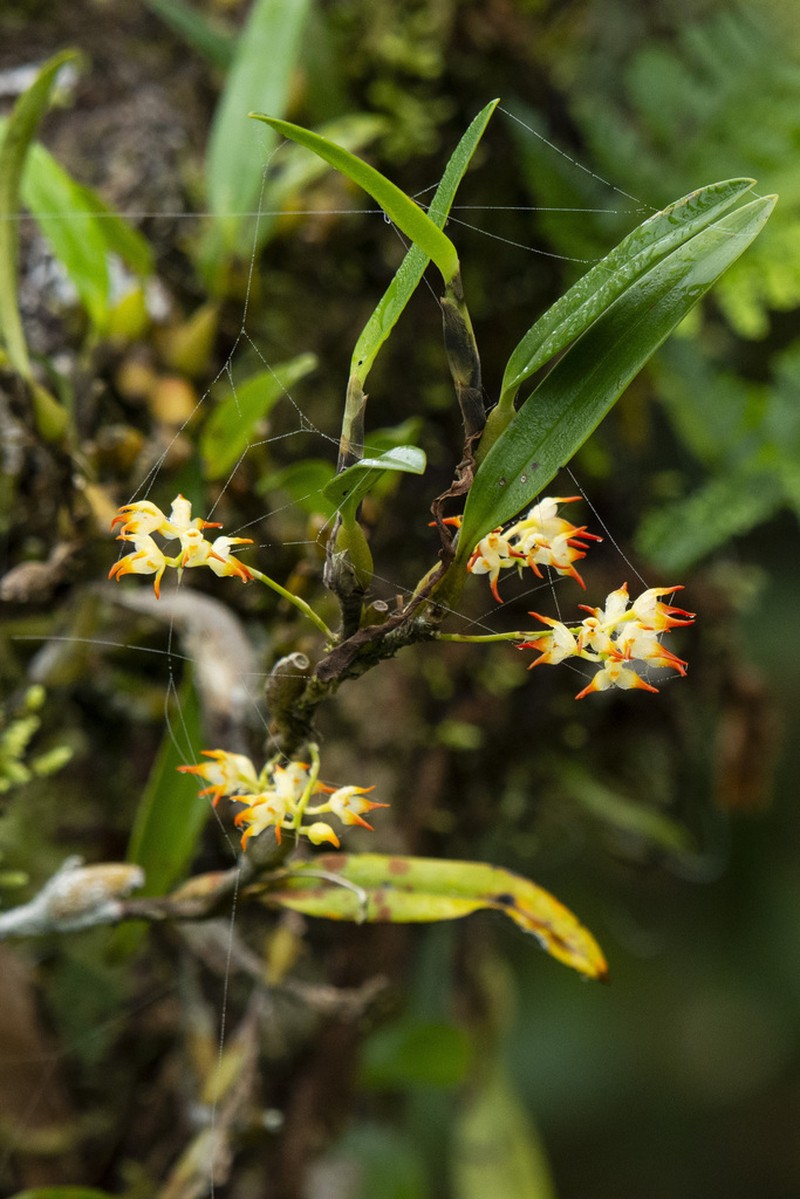 Bulbophyllum angustifolium