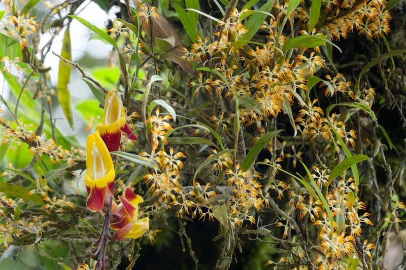 Bulbophyllum angustifolium photo 2