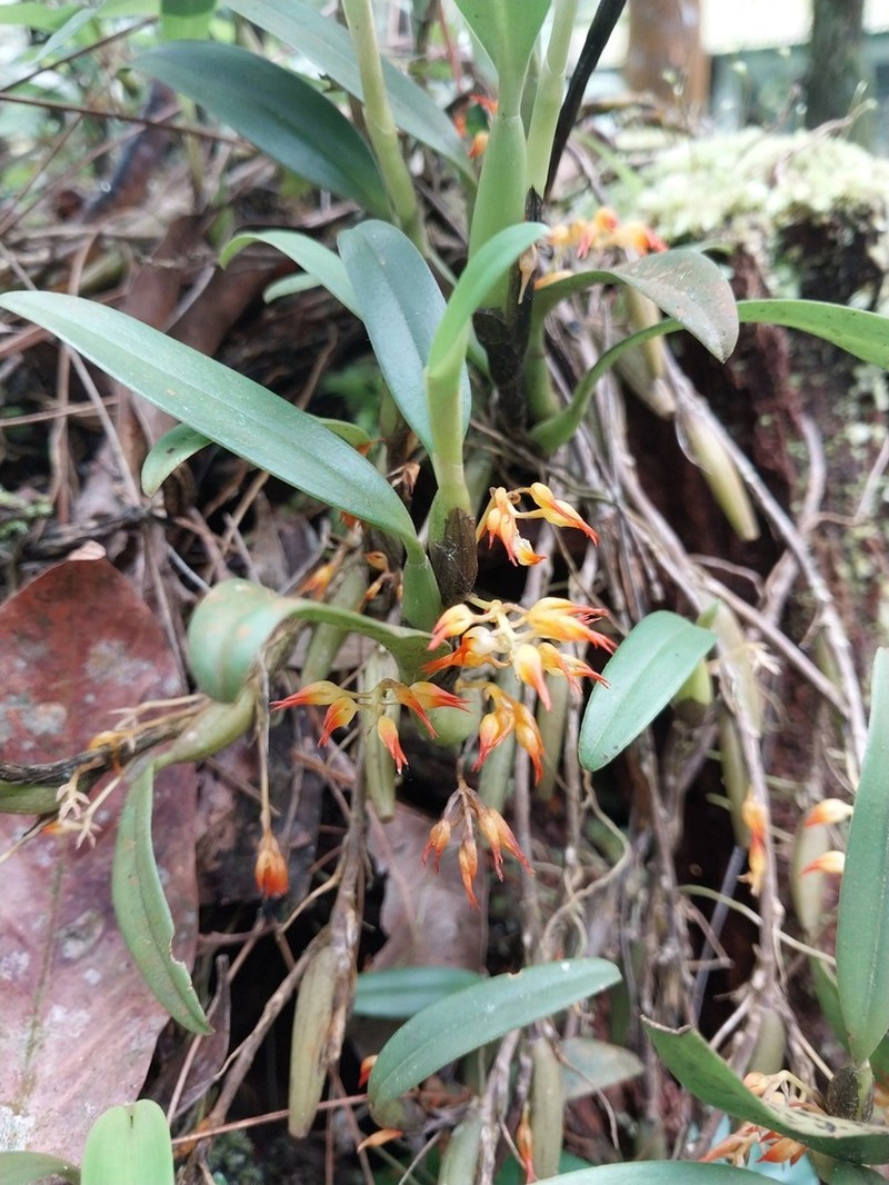 Bulbophyllum angustifolium photo 3
