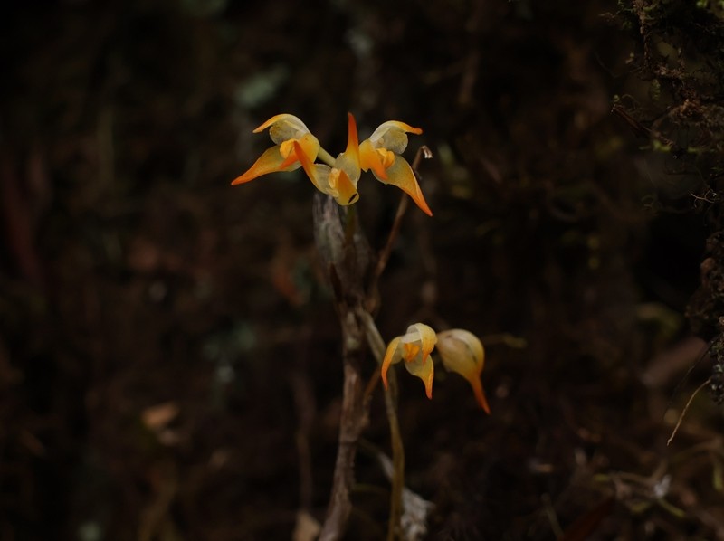 Bulbophyllum angustifolium photo 4