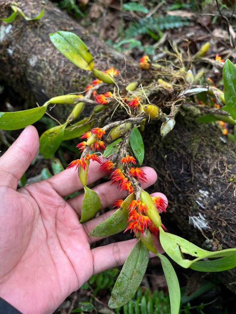 Bulbophyllum angustifolium photo 5