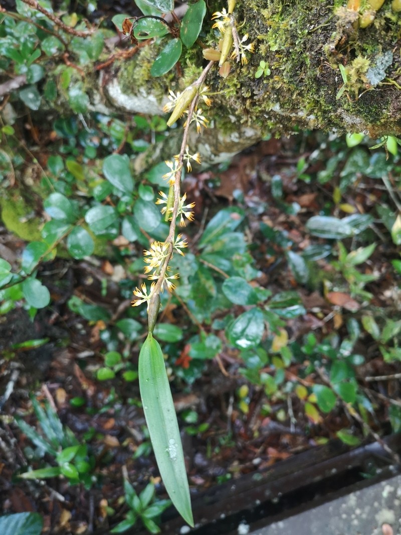 Bulbophyllum angustifolium photo 6