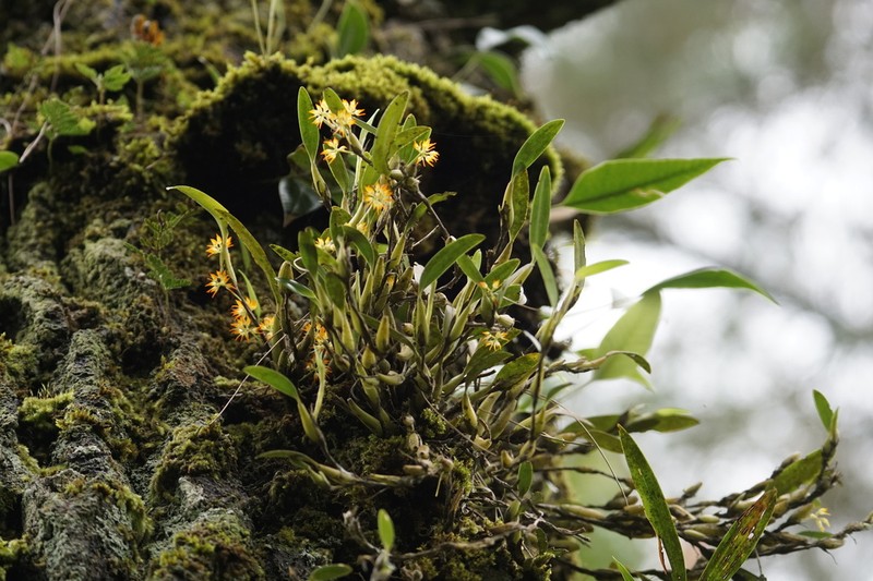 Bulbophyllum angustifolium photo 7