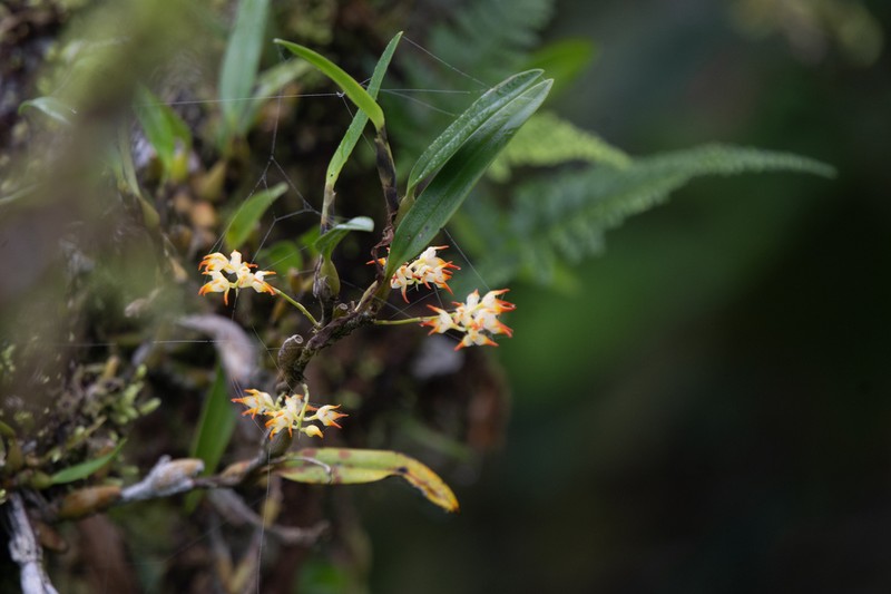 Bulbophyllum angustifolium photo 8