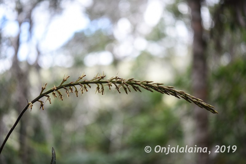 Bulbophyllum anjozorobeense