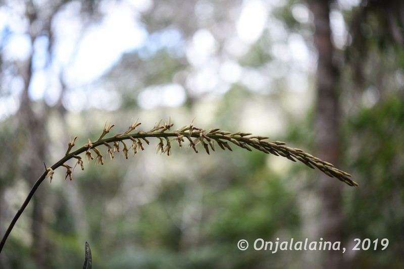 Bulbophyllum anjozorobeense photo 2