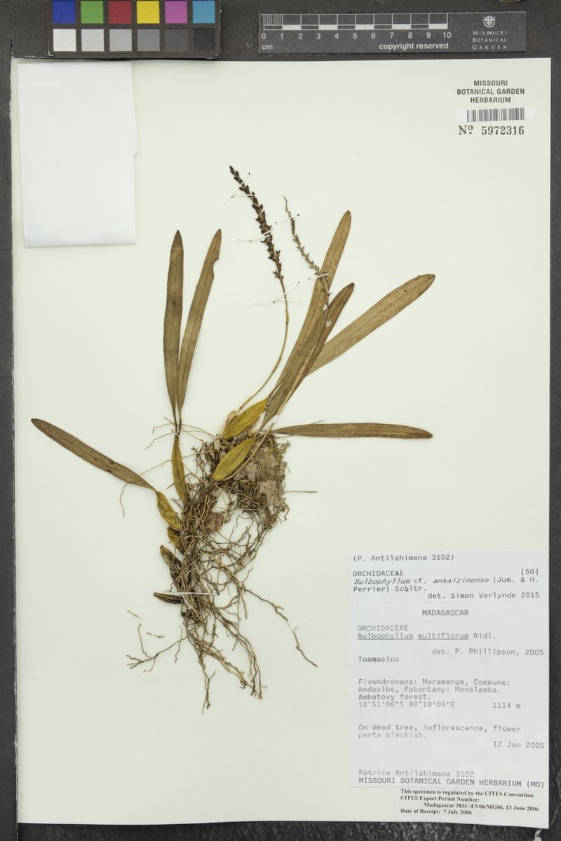 Bulbophyllum ankaizinense