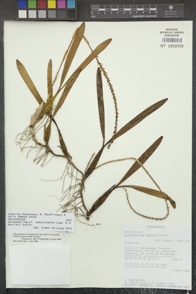 Bulbophyllum ankaizinense photo 2