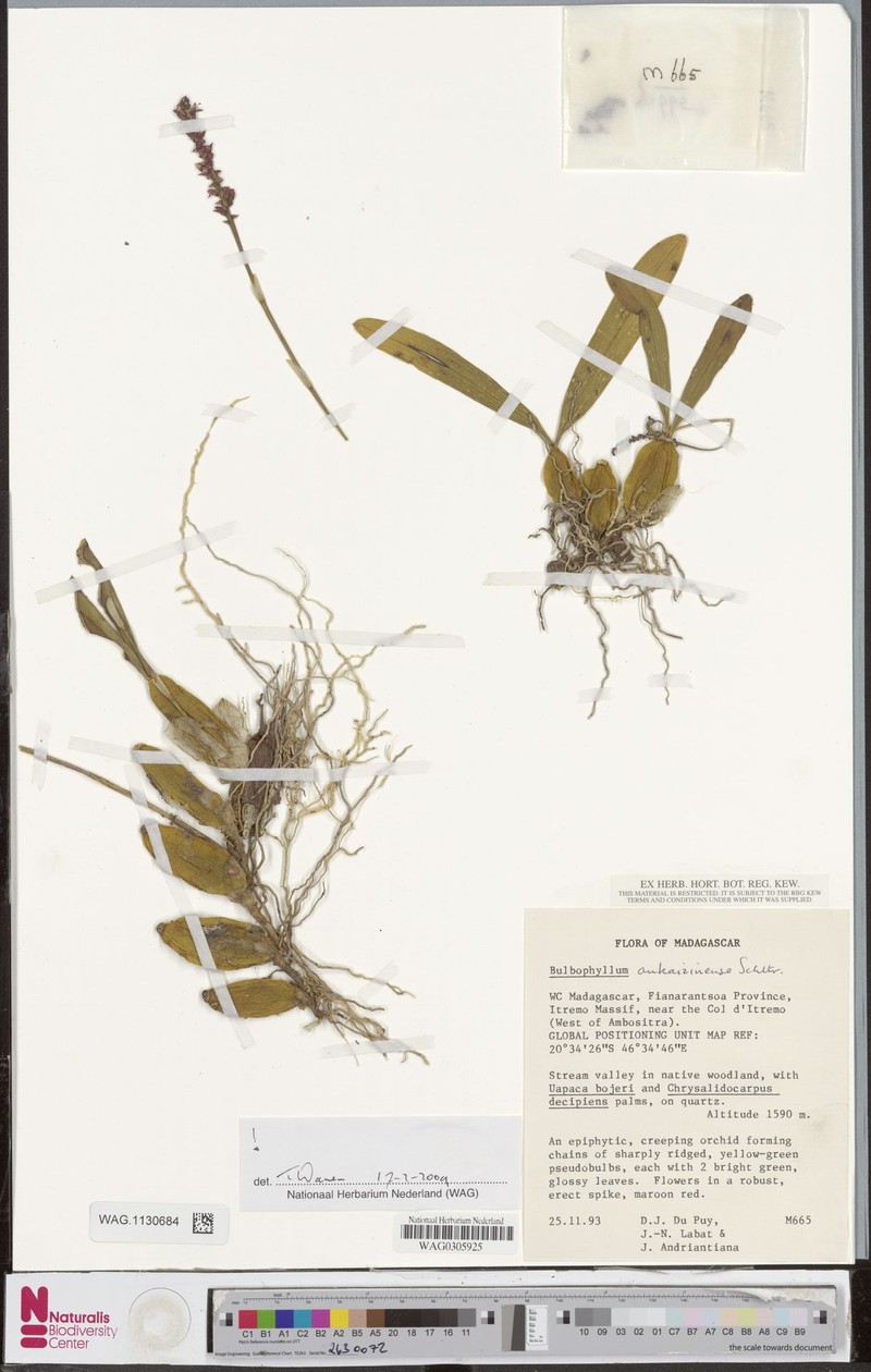 Bulbophyllum ankaizinense photo 3