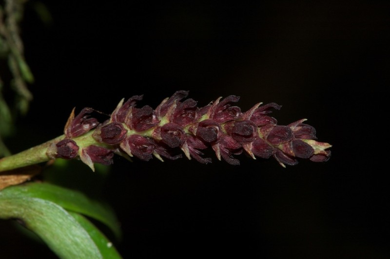 Bulbophyllum ankaratranum
