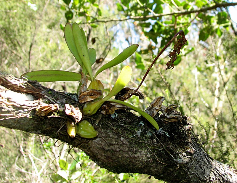 Bulbophyllum ankaratranum photo 2