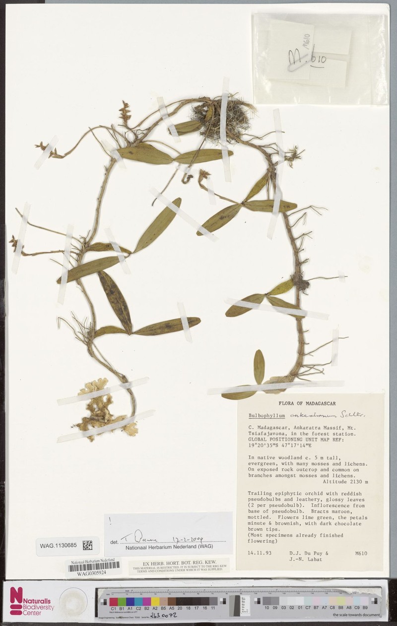 Bulbophyllum ankaratranum photo 3