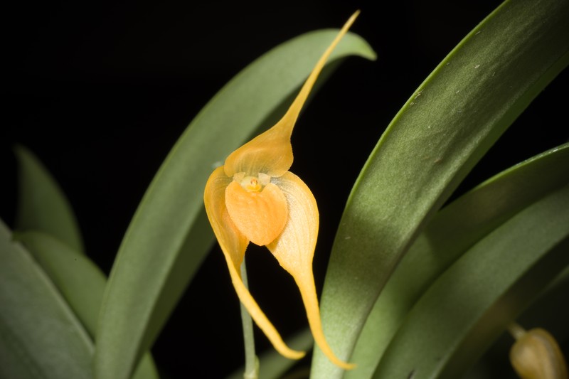 Bulbophyllum ankylochele